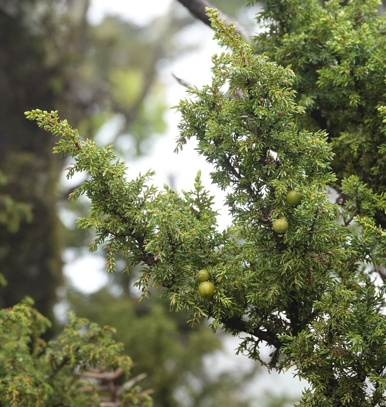 Juniperus brevifolia.jpg