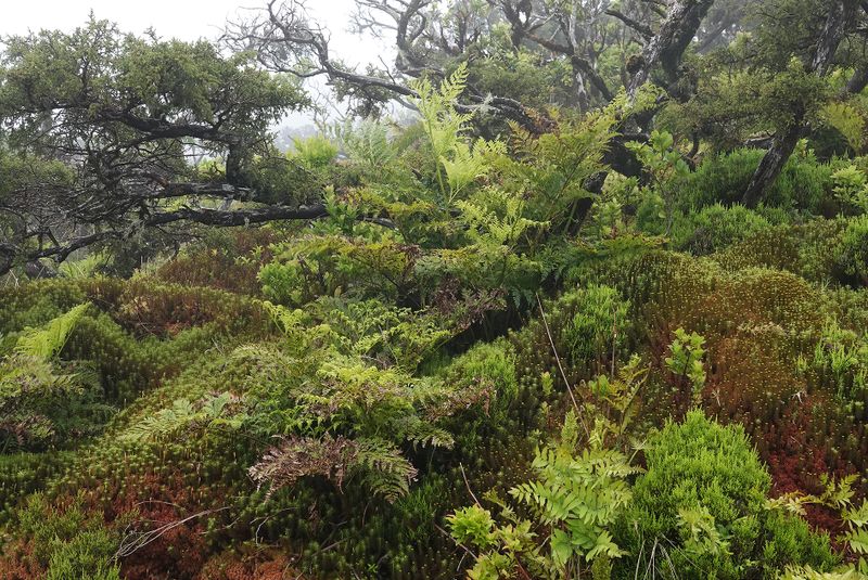 mosses and ferns.2.jpg
