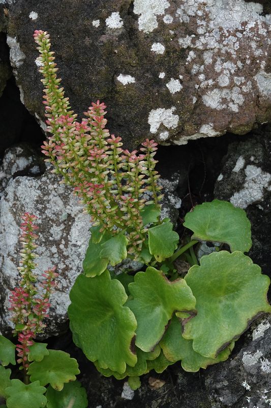 Umbilicus horizontalis.jpg