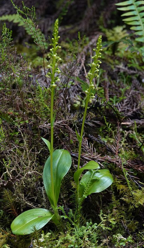 Platanthera pollostantha.jpg