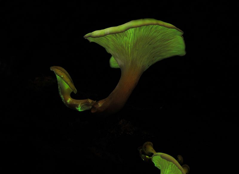 Omphalotus nidiformis.3.jpg