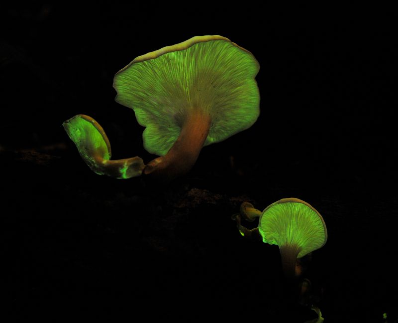 Omphalotus nidiformis.jpg