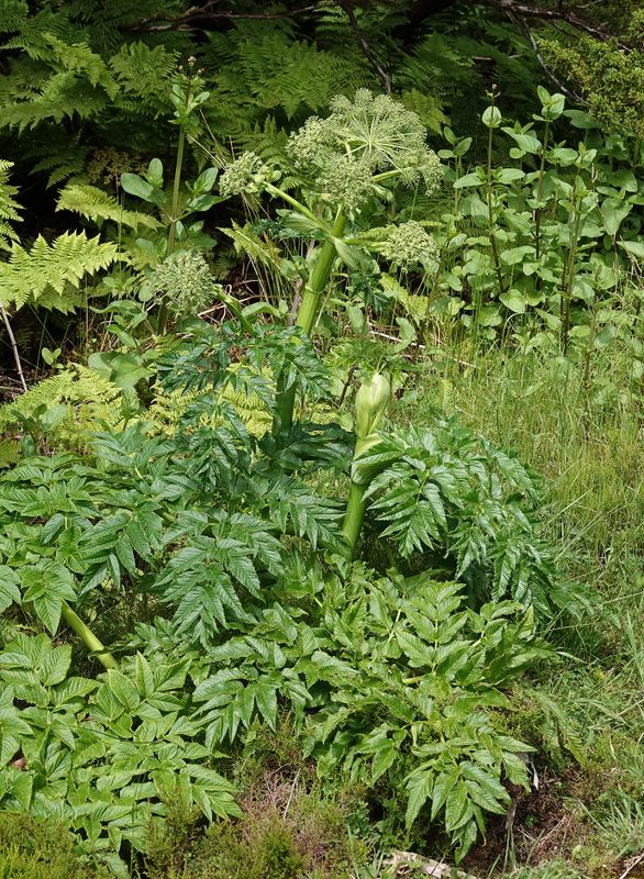 Angelica lignescens.4.jpg