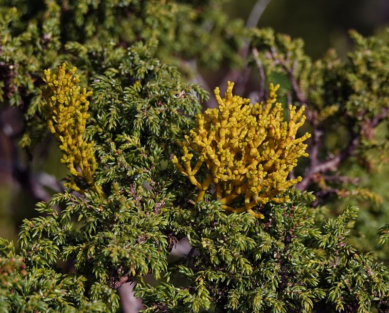 Arceuthobium azoricum.4.jpg