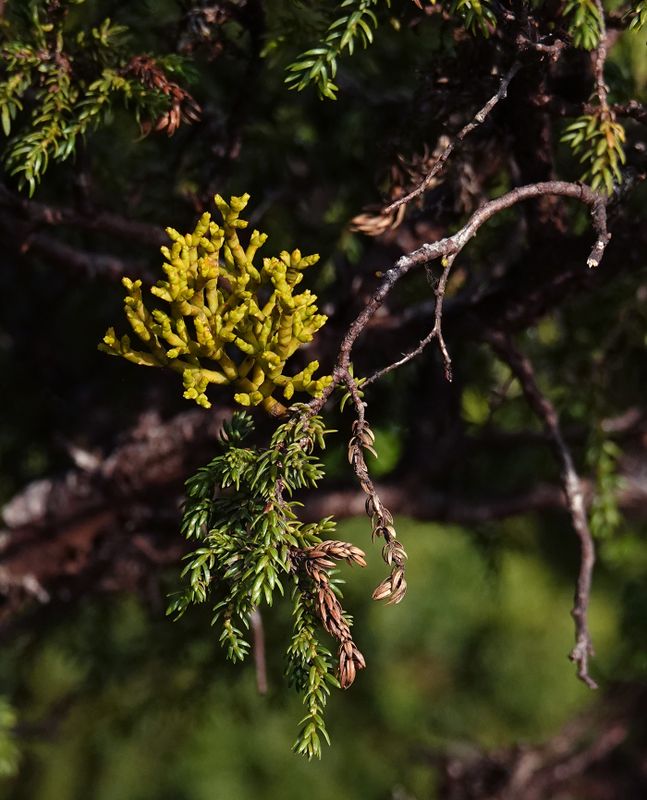 Arceuthobium azoricum.5.jpg