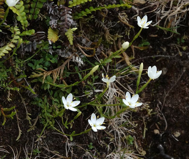 Centaurium scilloides.jpg