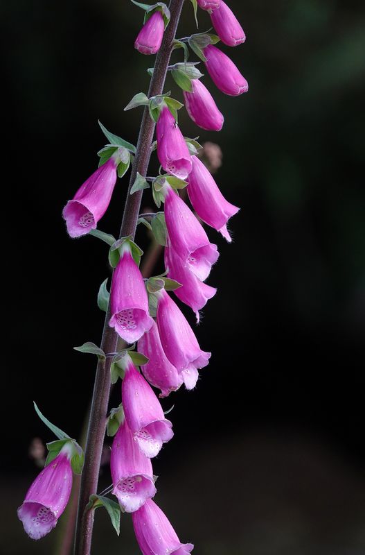 Digitalis purpurea.2.jpg