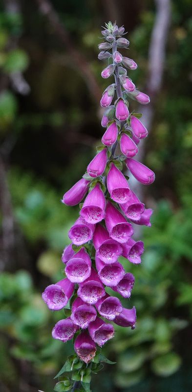 Digitalis purpurea.3.jpg