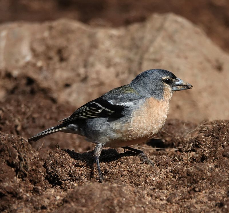 Fringilla moreletti.2.jpg