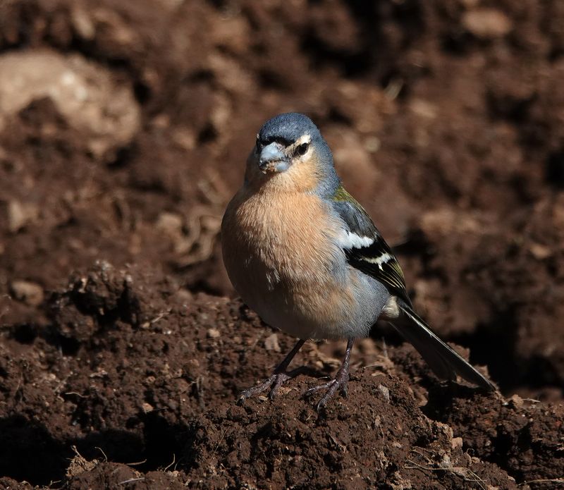 Fringilla moreletti.3.jpg