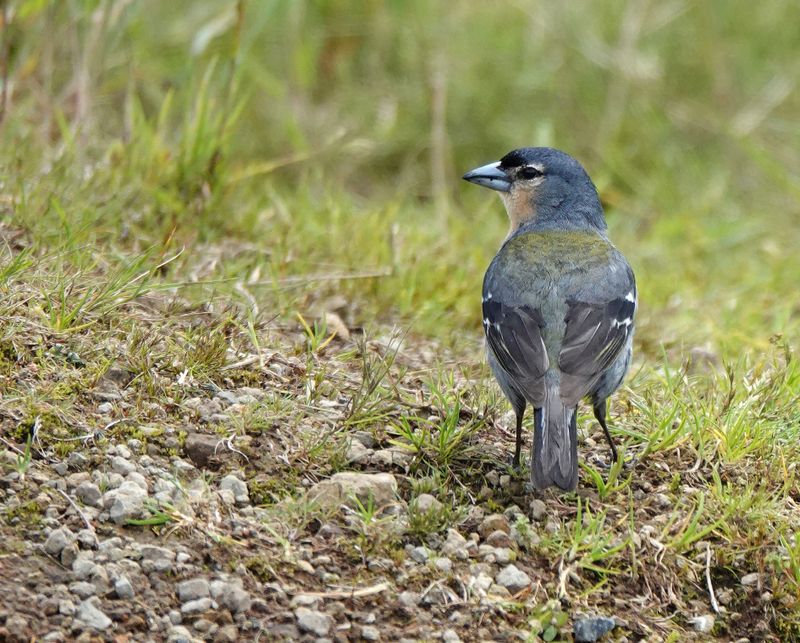 Fringilla moreletti.jpg