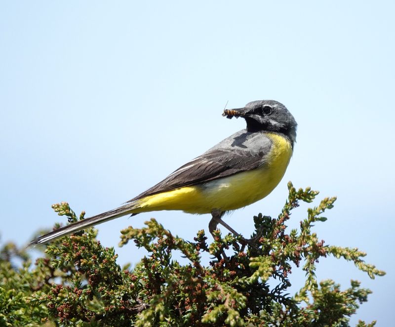 Motacilla cinerea.jpg