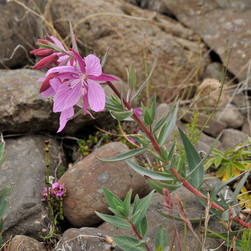 Chamerion latifolium. Closer.2.jpg