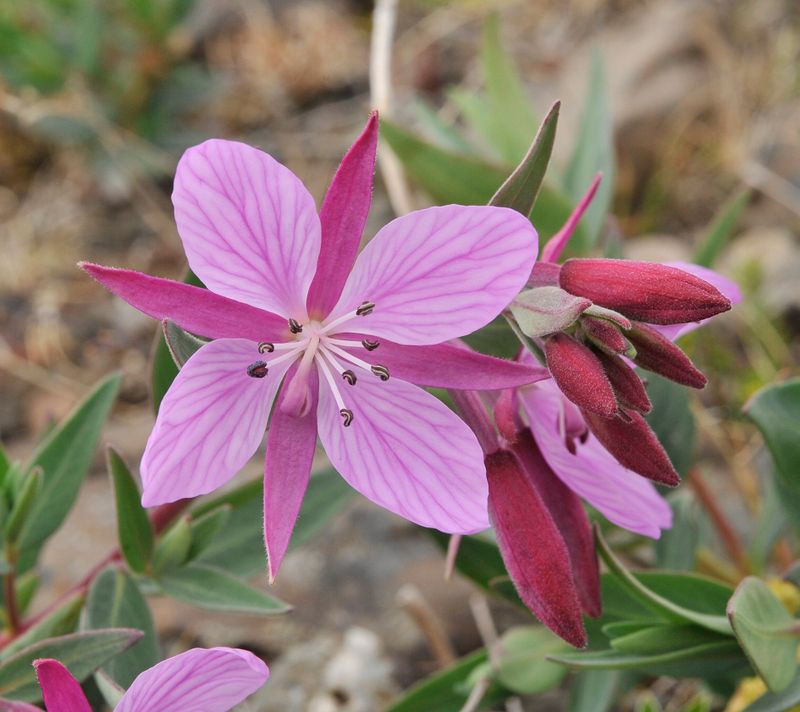 Chamerion latifolium. Close-up.jpg