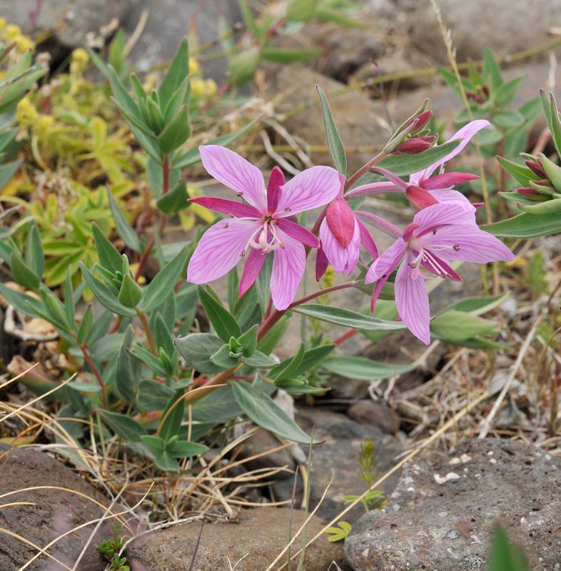 Chamerion latifolium.2.jpg
