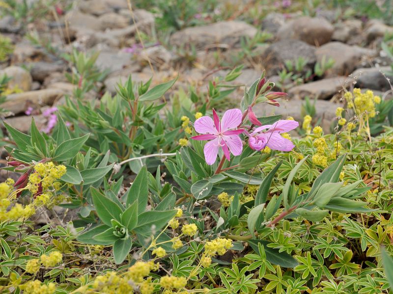 Chamerion latifolium.jpg