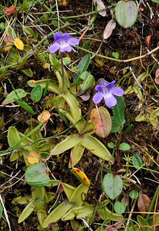 Pinguicula vulgaris.3.jpg