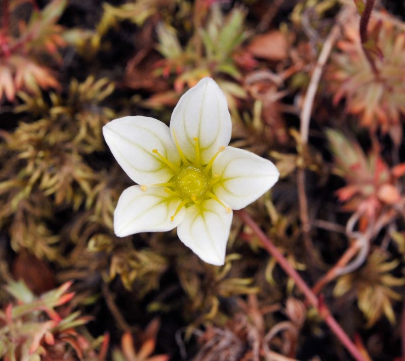 Saxifraga rosacea. Close-up.jpg