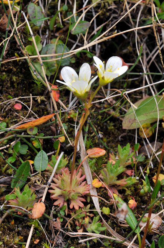 Saxifraga rosacea.2.jpg