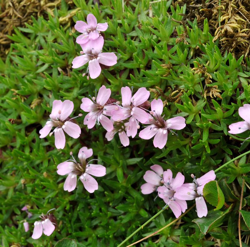 Silene acaulis. Closer.3.jpg