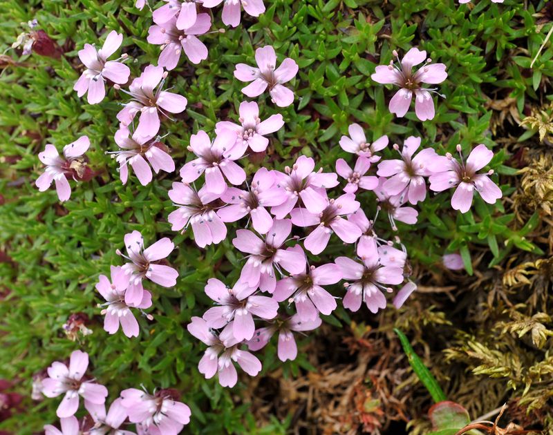 Silene acaulis. Closer.jpg