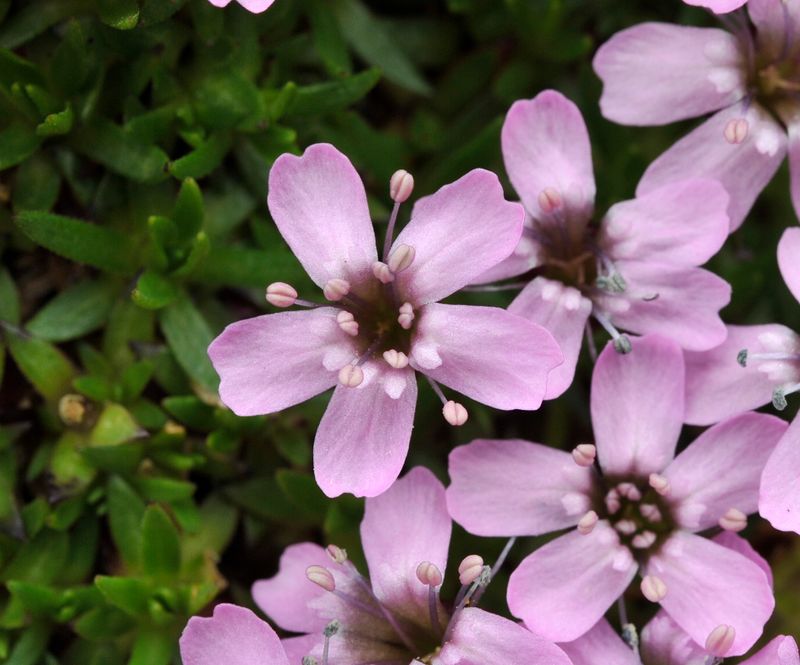 Silene acaulis. Close-up.jpg