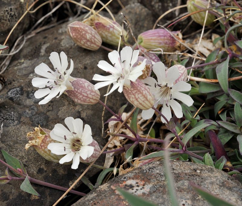 Silene uniflora. Closer.2.jpg
