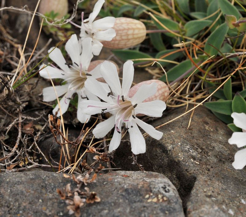 Silene uniflora. Closer.jpg