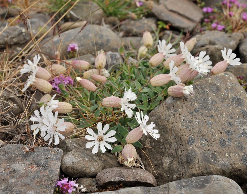 Silene uniflora.jpg