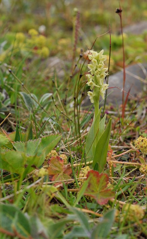 Platanthera hyperborea.2.jpg