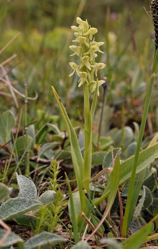 Platanthera hyperborea.6.jpg