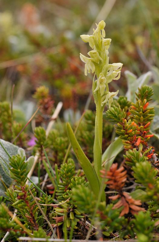 Platanthera hyperborea.8.jpg