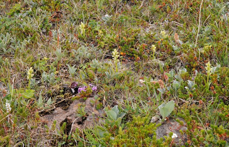 Platanthera hyperborea.9.jpg