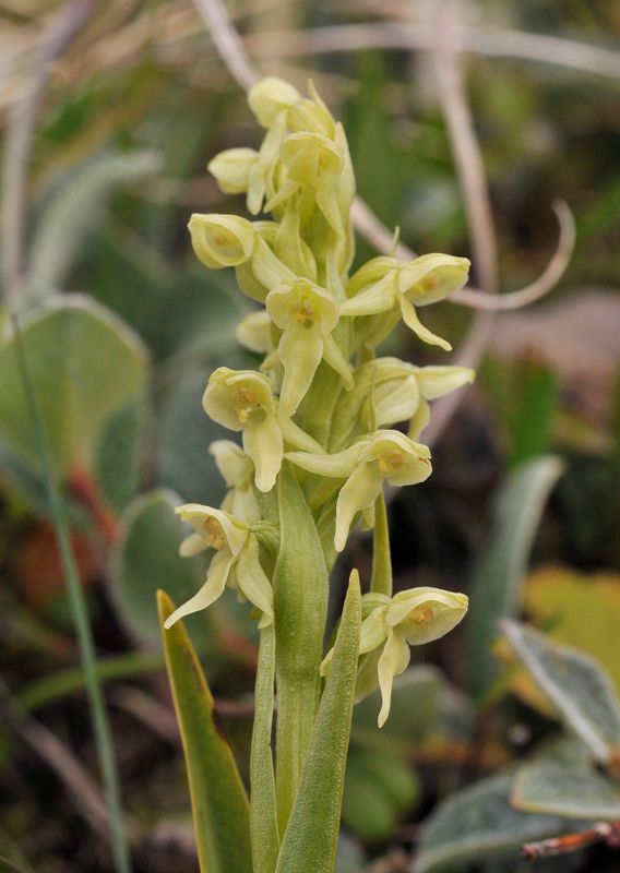 Platanthera hyperborea.Closer.2.jpg