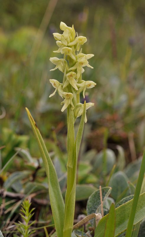 Platanthera hyperborea.Closer.jpg