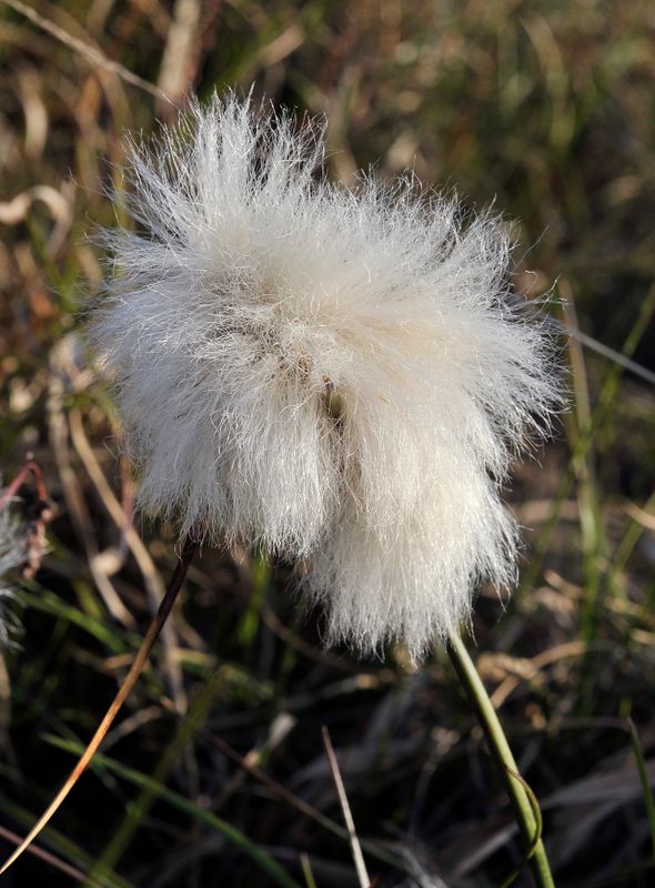 Eriophorum angustifolium. Close-up.jpg