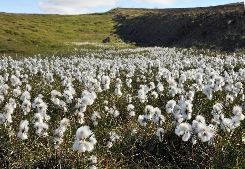 Eriophorum angustifolium.jpg