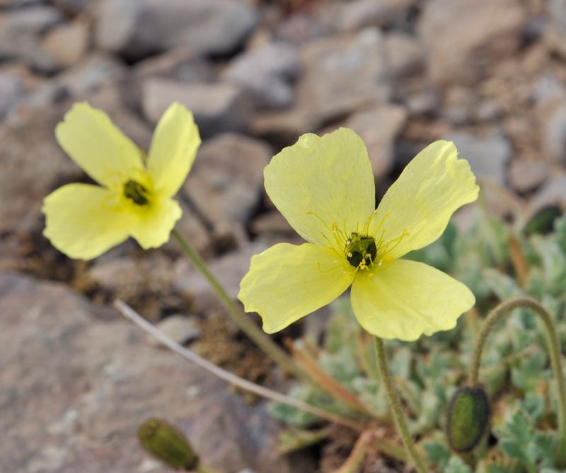 Papaver radicatum.Close-up.jpg