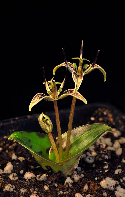 Scoliopus bigelowii.jpg
