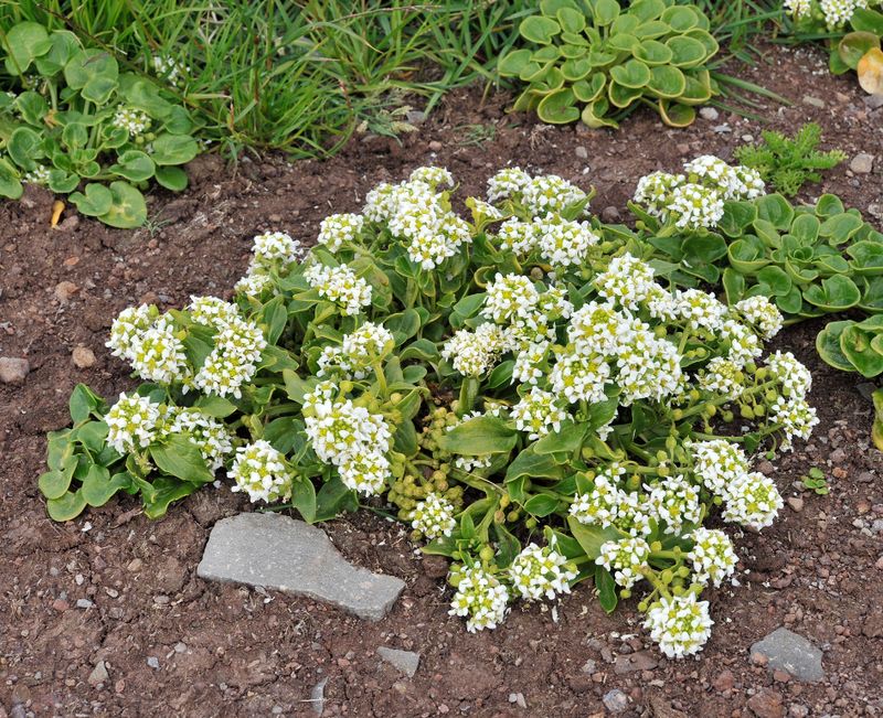 Cochlearia officinalis.2.jpg