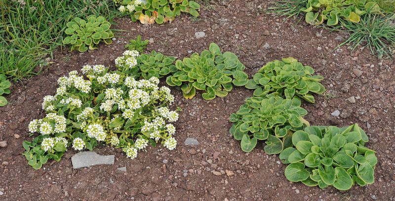 Cochlearia officinalis.3.jpg