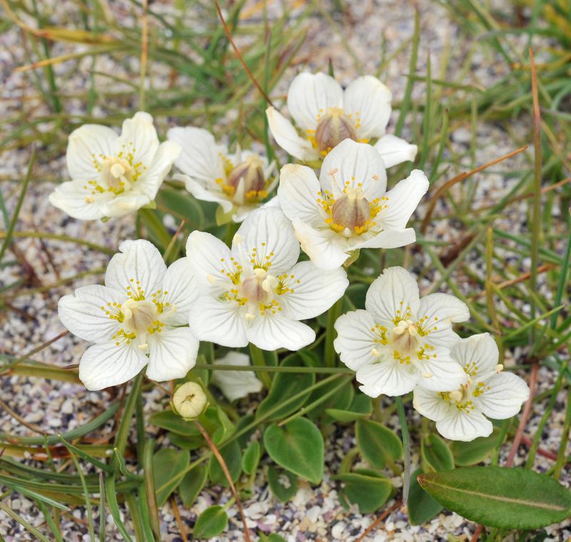 Parnassia palustris. Closer.jpg