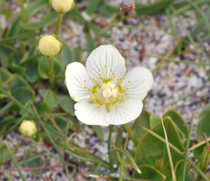 Parnassia palustris. Close-up.jpg