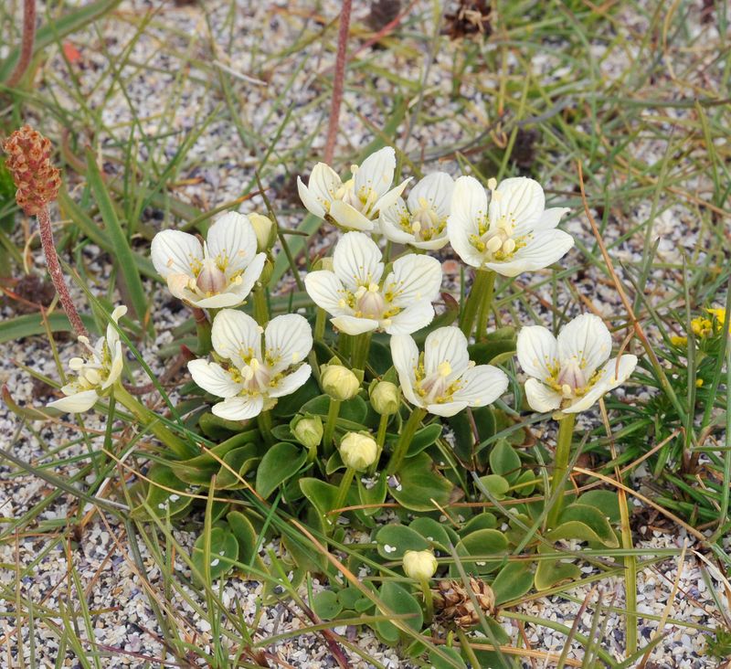 Parnassia palustris.2.jpg