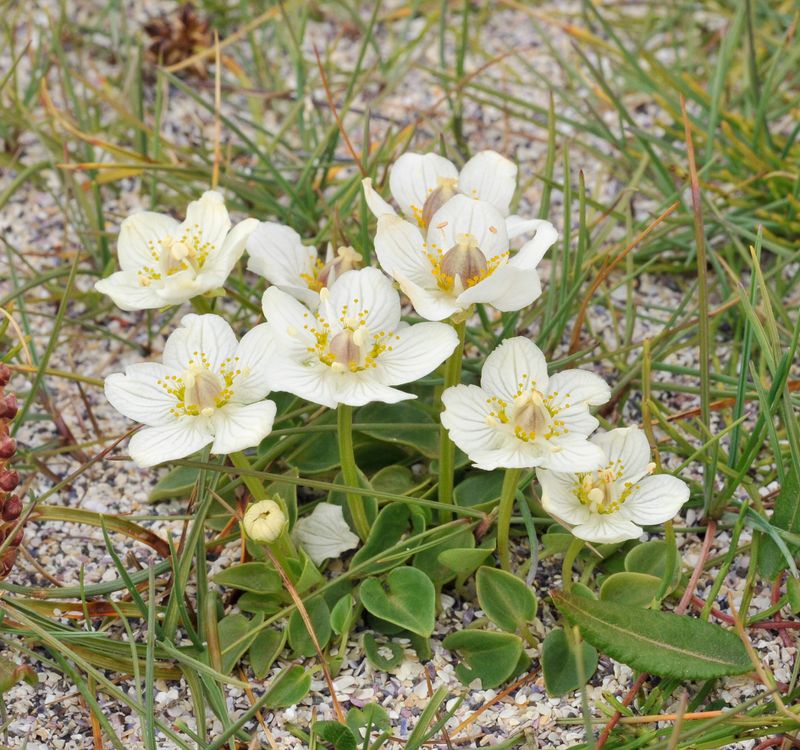 Parnassia palustris.5.jpg