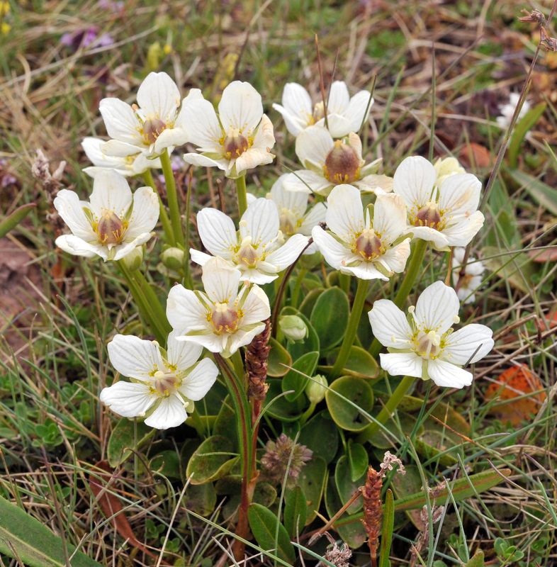 Parnassia palustris.6.jpg