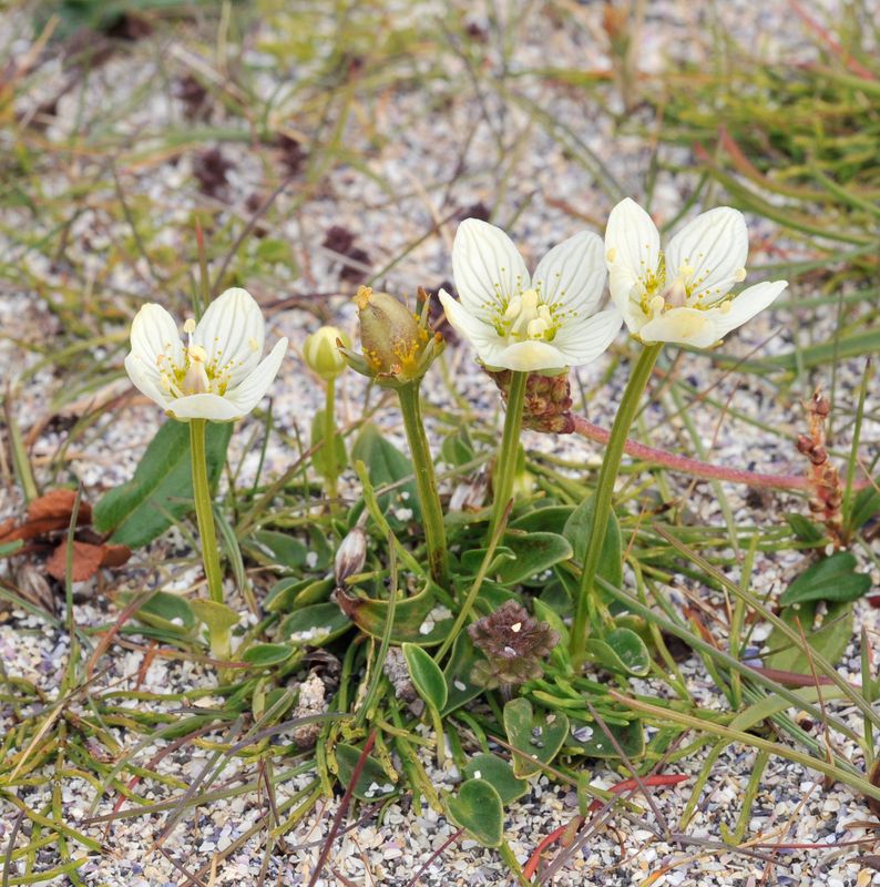 Parnassia palustris.jpg