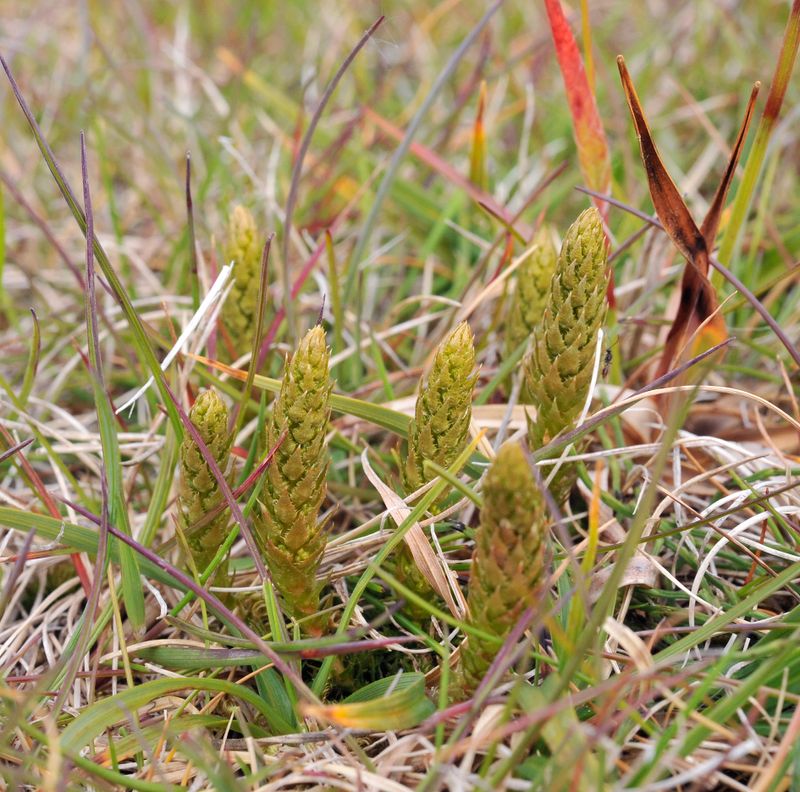 Selaginella selaginoides.2.jpg