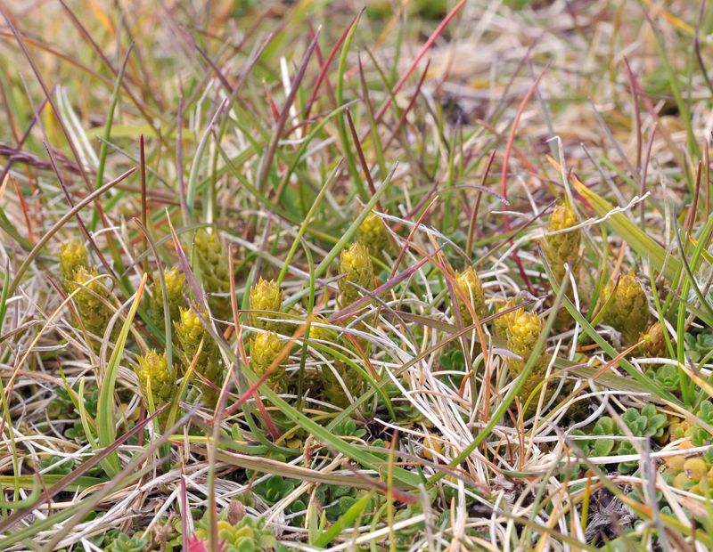 Selaginella selaginoides.jpg