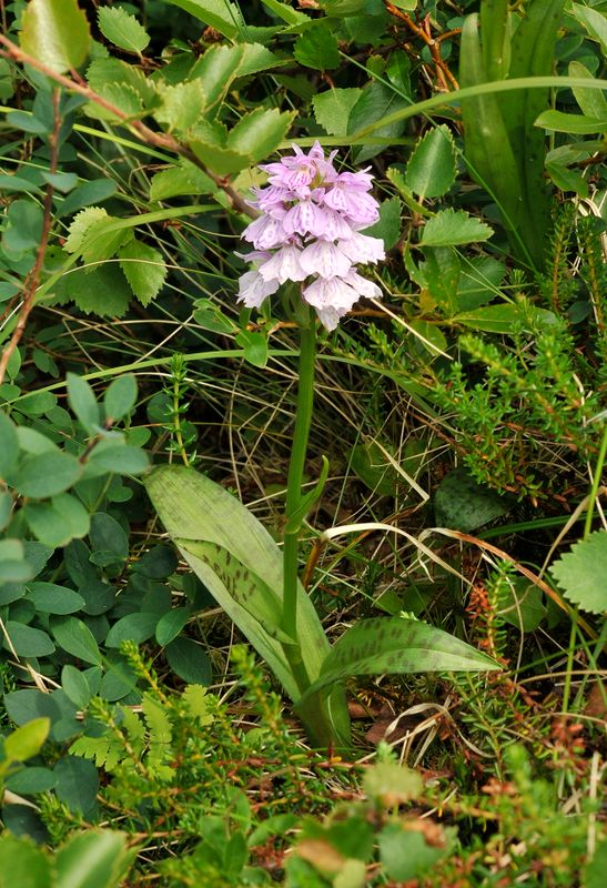 Dactylorhiza maculata.2.jpg